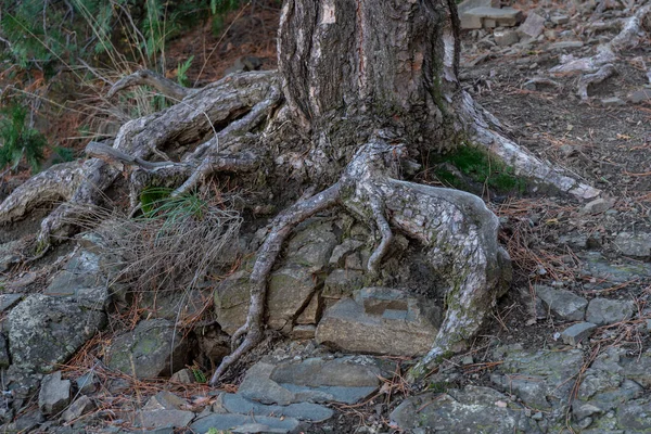 Çam ağacı kökleri, ormandaki manzara manzarası — Stok fotoğraf
