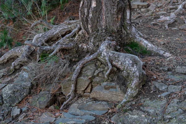 Radici di pino, paesaggio vista panoramica nella foresta — Foto Stock