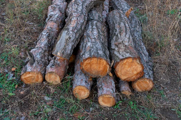 Nyhuggen Furu Stockar Staplade Nära Skogsväg Ekologi — Stockfoto