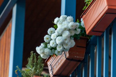 Tiflis 'te penceresinde çiçekler olan evler, doğa.