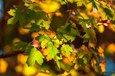 Sonbahar yapraklı ağaç dalı. Sonbahar arkaplanı. Doğa