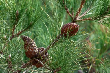 Çam ağacı dalları ve çam kozalağı, Noel ağacı