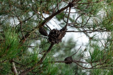 Çam ağacı dalları ve çam kozalağı, Noel ağacı