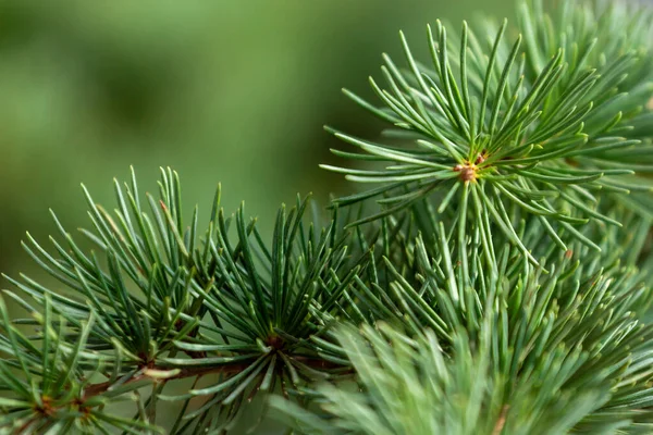 Closeup Photo Green Needle Pine Tree Flora — Stock Photo, Image