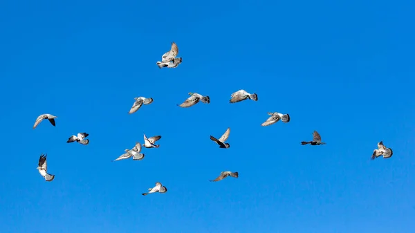 Pombas Voadoras Céu Azul Animais Vivos — Fotografia de Stock