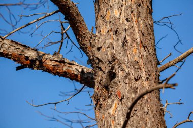 Mavi gökyüzüne karşı çam ağacı gövdesi, bitki örtüsü, doğa.