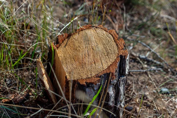 Stubbe Unga Tallar Fara För Miljön Naturen — Stockfoto