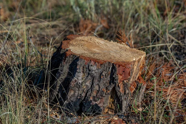 Stubbe Unga Tallar Fara För Miljön Naturen — Stockfoto