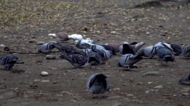 Kahverengi güvercinler şehir parkında yemek yiyor.