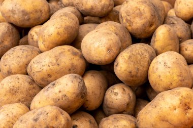 Derisinde toprak izleri olan taze patates. Büyük miktarda kirli çiğ patates, yıkanmamış.