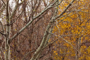 Kışın başında huş ağacı ve sarı yaprakları