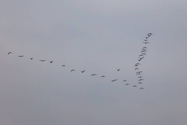 Bir grup kuş mavi gökyüzünde V şeklinde uçuyor. Doğa