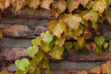 Tuğla duvarda lianas yaprakları, sonbahar zamanı