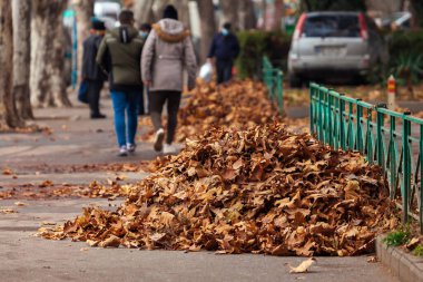 Sonbahar yaprakları güzel sonbahar, sonbahar yaprakları kuru.