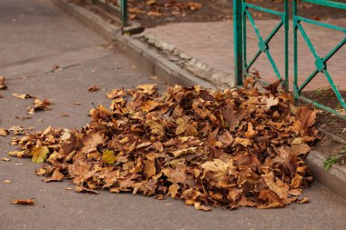 Sonbahar yaprakları güzel sonbahar, sonbahar yaprakları kuru.