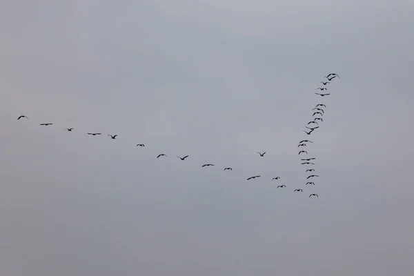 Eine Gruppe Vögel Fliegt Förmig Über Den Blauen Himmel Natur — Stockfoto