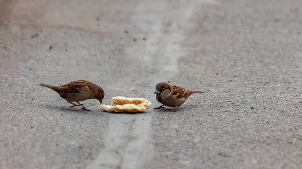 Spatz Pickt Brot Auf Dem Fußweg Park Vögel — Stockfoto
