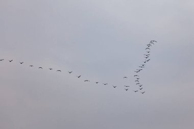 Bir grup kuş mavi gökyüzünde V şeklinde uçuyor. Doğa