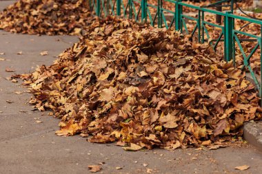 Sonbahar yaprakları güzel sonbaharda, kuru yapraklar sonbaharda.