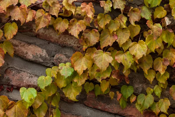 Hojas de lianas en una pared de ladrillo, otoño —  Fotos de Stock