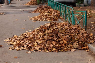 Sonbahar yaprakları güzel sonbaharda, kuru yapraklar sonbaharda.