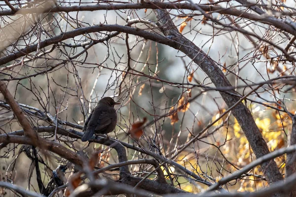 Zwarte Lijster Met Gele Snavel Zit Een Tak Vogel — Stockfoto