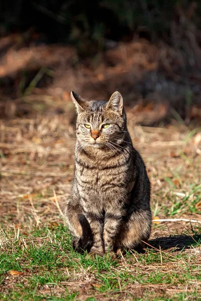 秋に草の上に黒い縞と黄色の目をした灰色のタビー猫 — ストック写真