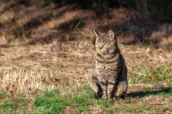 One Gray Tabby Cat Black Stripes Yellow Eyes Grass Autumn — Stock Photo, Image