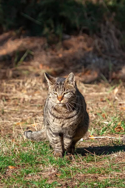 秋に草の上に黒い縞と黄色の目をした灰色のタビー猫 — ストック写真