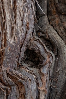 Yaşlı, kalın bir üzüm ağacı gövdesi, bitkinin dokusu...