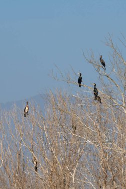 Ağacın dallarında oturan karabataklar kolonisi. Vahşi yaşam