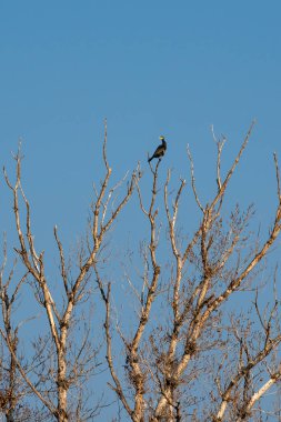 Ağacın dalında oturan karabataklar. Vahşi yaşam