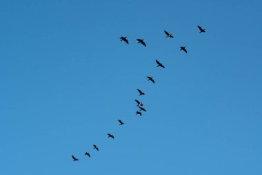 Mavi gökyüzüne uçan karabataklar. Hayvan yaşıyor.