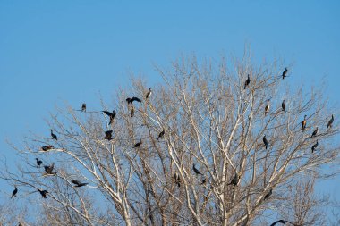 Ağacın dallarında oturan karabataklar kolonisi. Vahşi yaşam