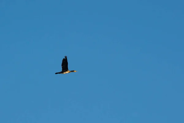 하늘을 배경으로 비행하는 동물이 — 스톡 사진