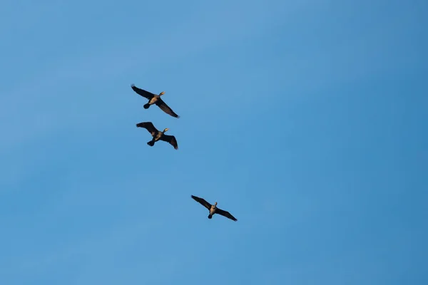 Fliegende Kormorane Gegen Den Blauen Himmel Tierleben — Stockfoto