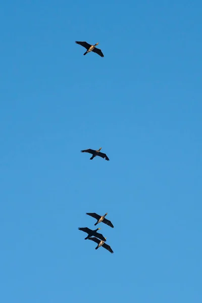 Fliegende Kormorane Gegen Den Blauen Himmel Tierleben — Stockfoto