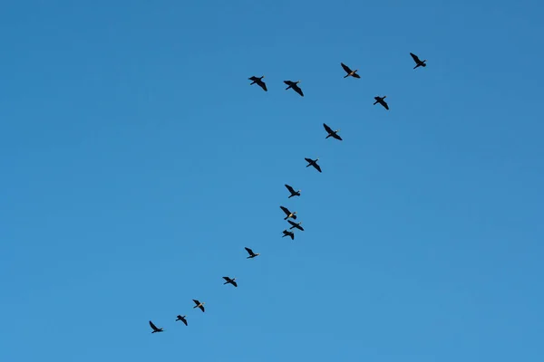 Fliegende Kormorane Gegen Den Blauen Himmel Tierleben — Stockfoto