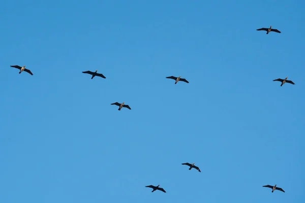 Fliegende Kormorane Gegen Den Blauen Himmel Tierleben — Stockfoto