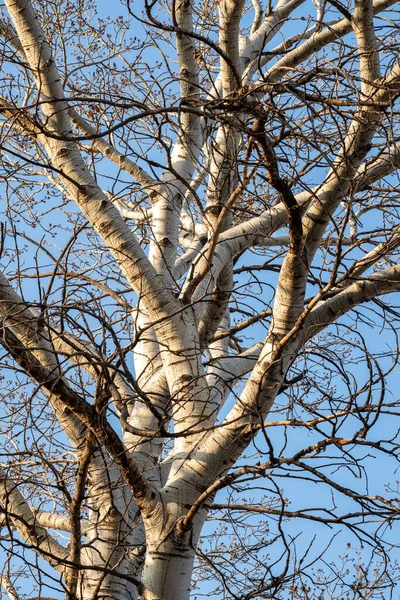 Spesso Tronco Betulla Torna Cielo Blu Natura — Foto Stock