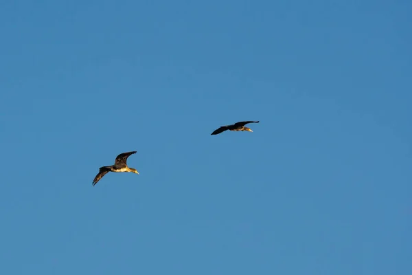 Fliegende Kormorane Gegen Den Blauen Himmel Tierleben — Stockfoto