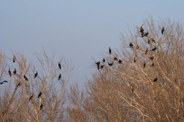Ağacın dallarında oturan karabataklar kolonisi. Vahşi yaşam