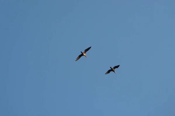 Fliegende Kormorane Gegen Den Blauen Himmel Tierleben — Stockfoto