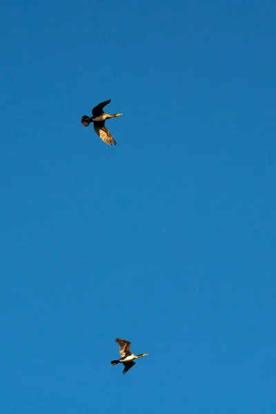 Fliegende Kormorane Gegen Den Blauen Himmel Tierleben — Stockfoto