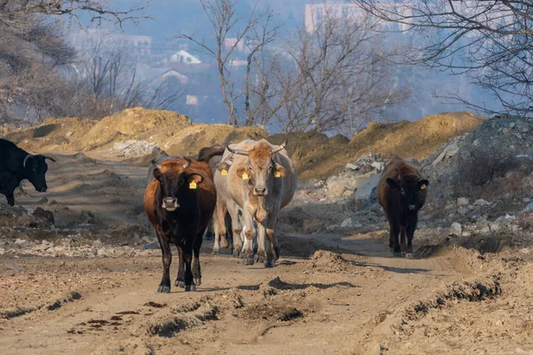 Cows Dirty Road Georgia Animals — Stock Photo, Image