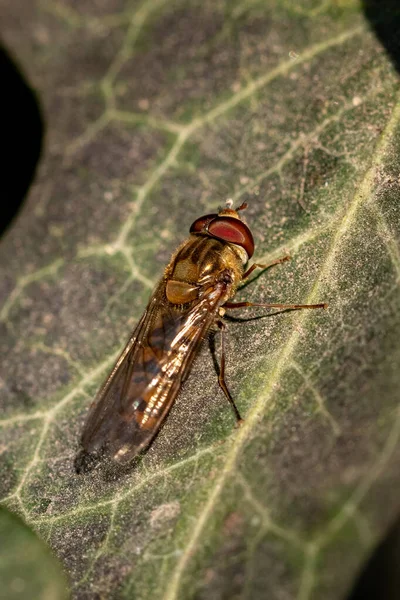 Small Predator Wasp Green Leaf Nature Forest Insect — Stock Photo, Image