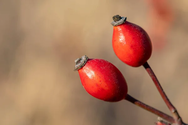 Rudé Růžové Psího Boky Rosa Canina Běžně Známý Jako Pes — Stock fotografie