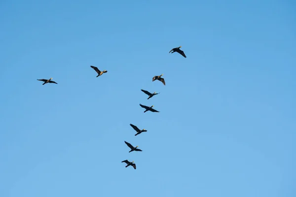 Fliegende Kormorane Gegen Den Blauen Himmel Tierleben — Stockfoto