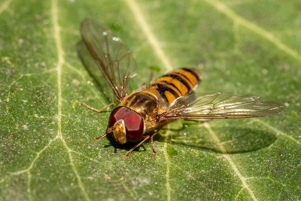 Pequeña Avispa Depredadora Hoja Verde Bosque Natural Insecto — Foto de Stock