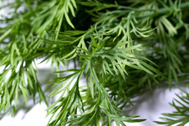 Beyaz arka planda taze, yeşil dereotu..